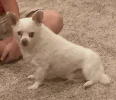 Lost dog in Mico, TX, 78056