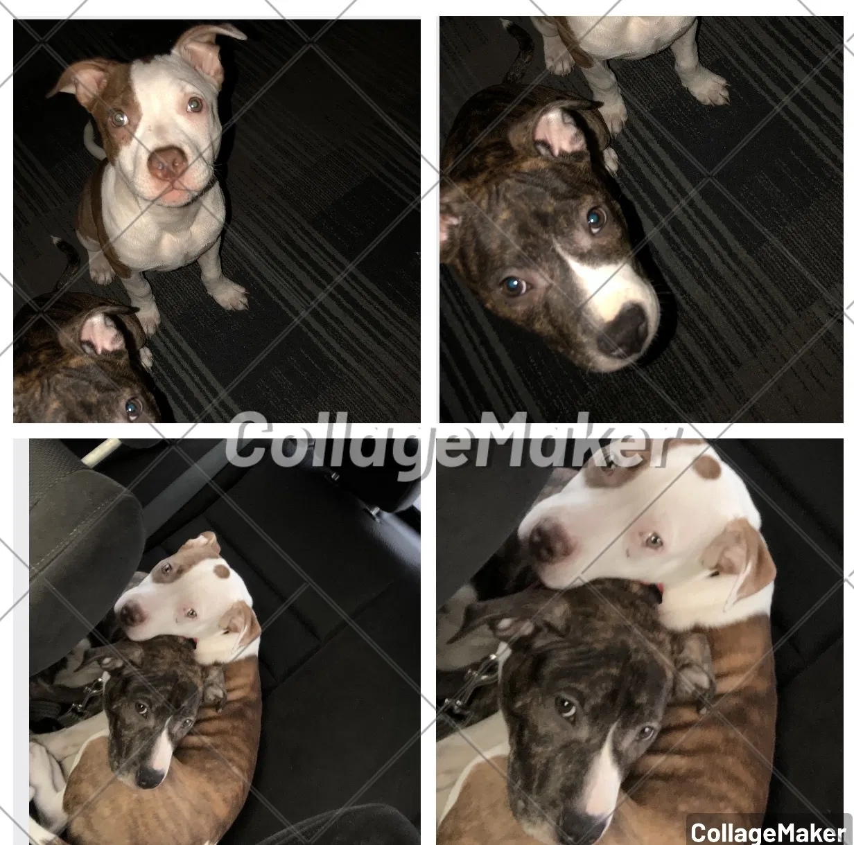 Lost dog in Portland, OR, 97216