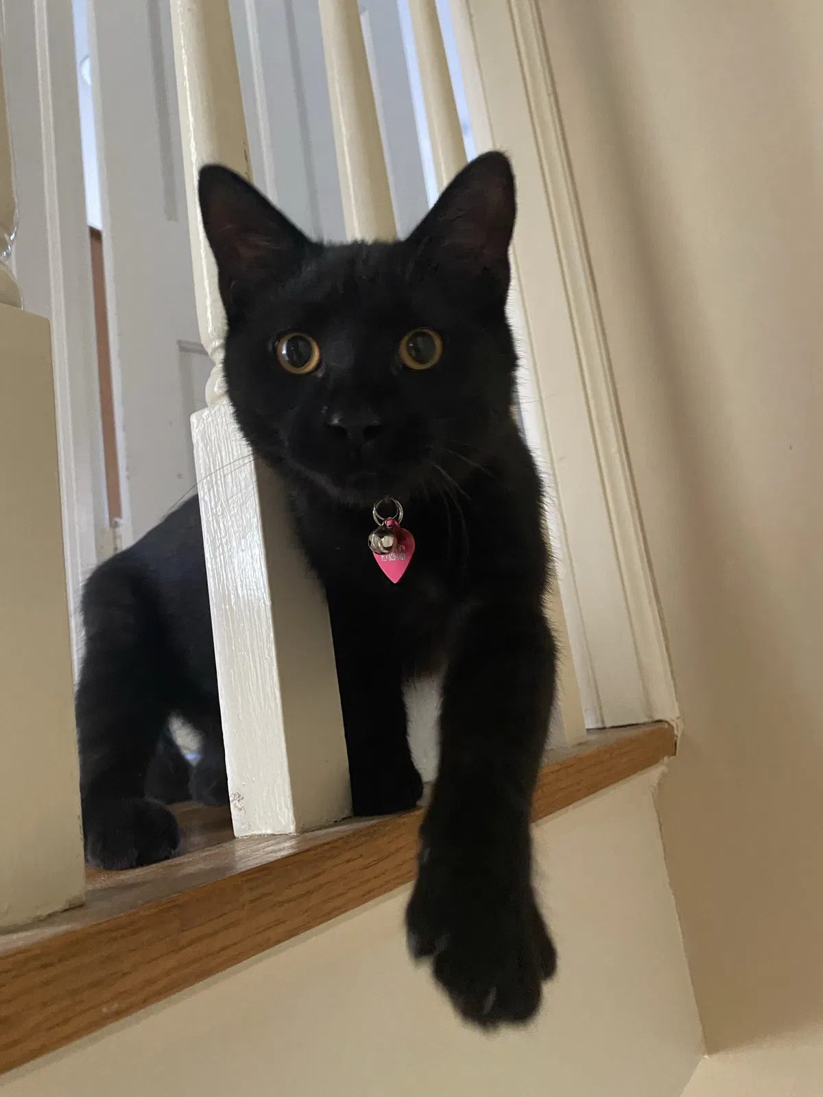 Lost cat in Mission, KS, 66205