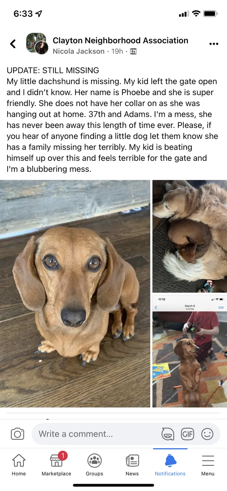Lost dog in Denver, CO, 80205