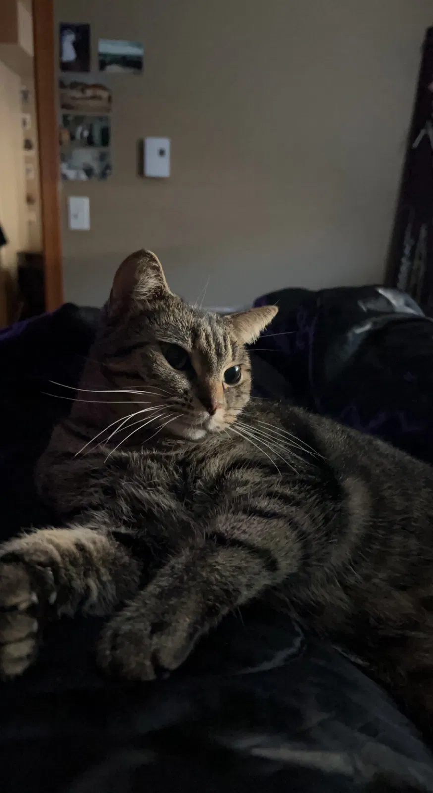 Lost cat in Marysville, WA, 98270