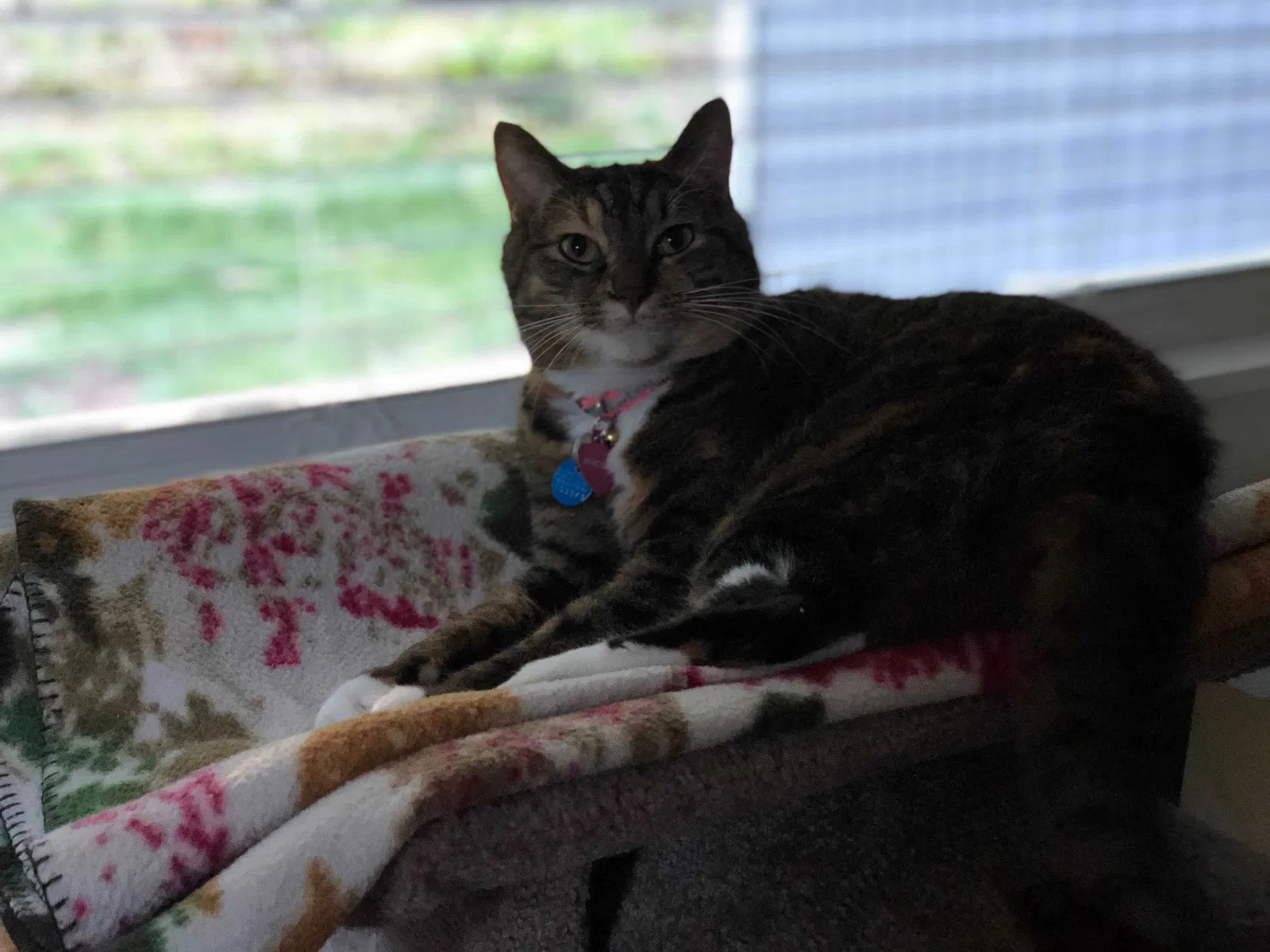 Lost cat in Lakewood, WA, 98498