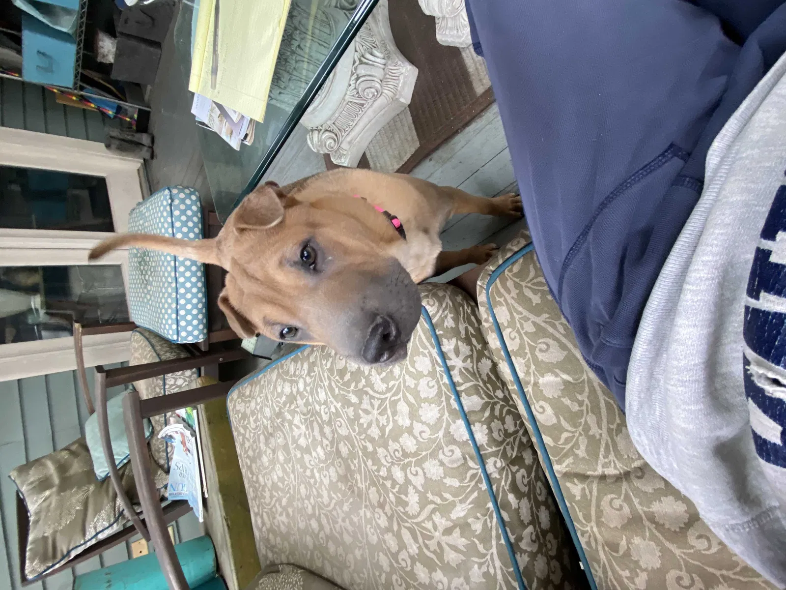 Found dog in Knoxville, TN, 37917