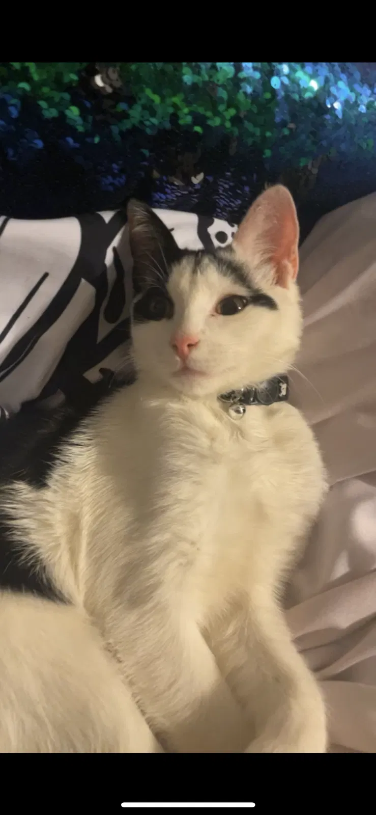 Lost cat in Winder, GA, 30680