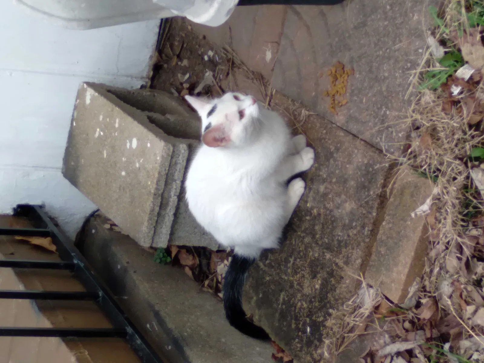 Found cat in Springfield, MO, 65803