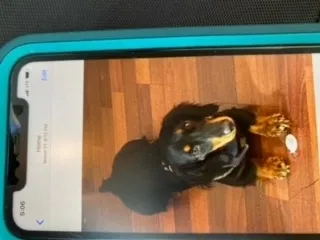 Lost dog in Saint Petersburg, FL, 33705