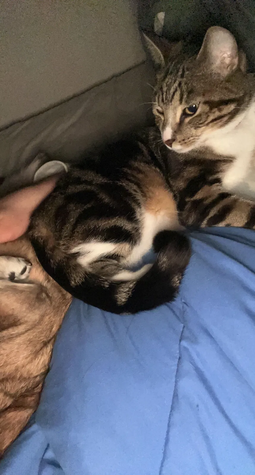 Lost cat in Newburgh, IN, 47630
