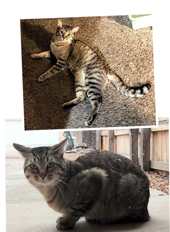 Lost cat in Albuquerque, NM, 87120