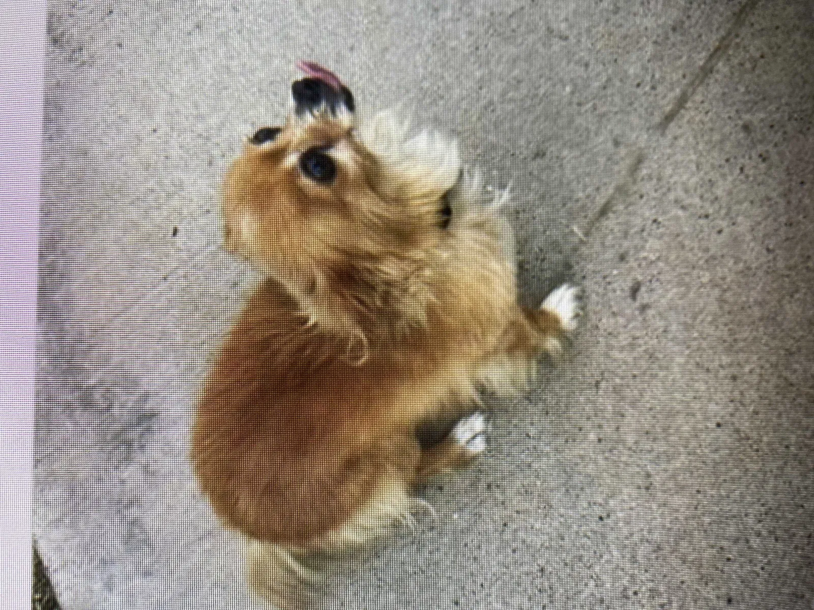 Lost dog in Mesa, AZ, 85210