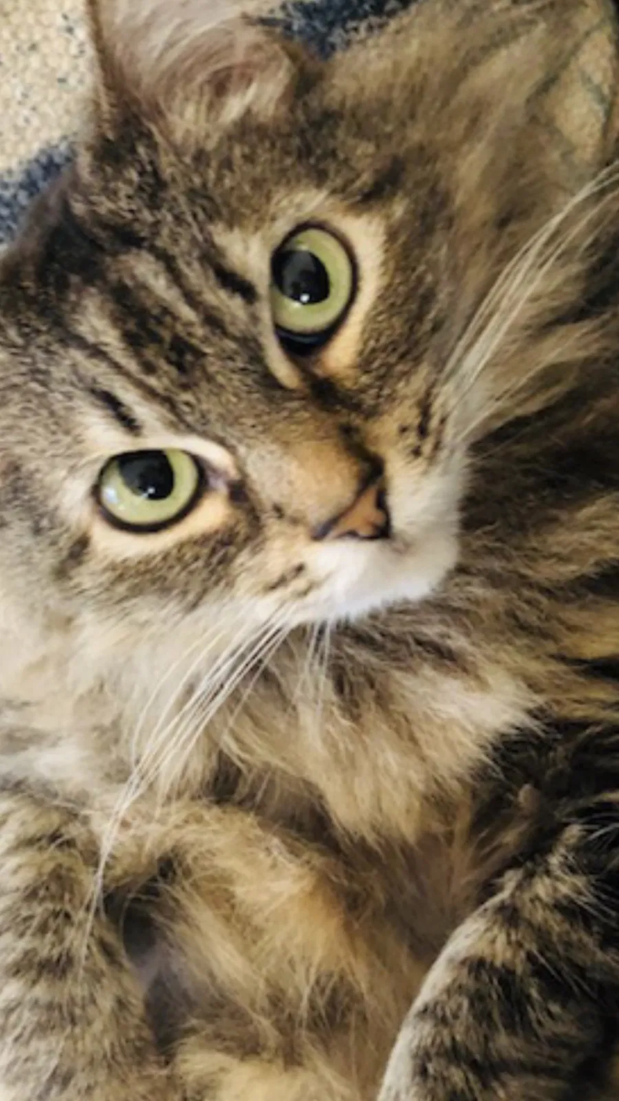 Lost cat in Richmond, CA, 94804