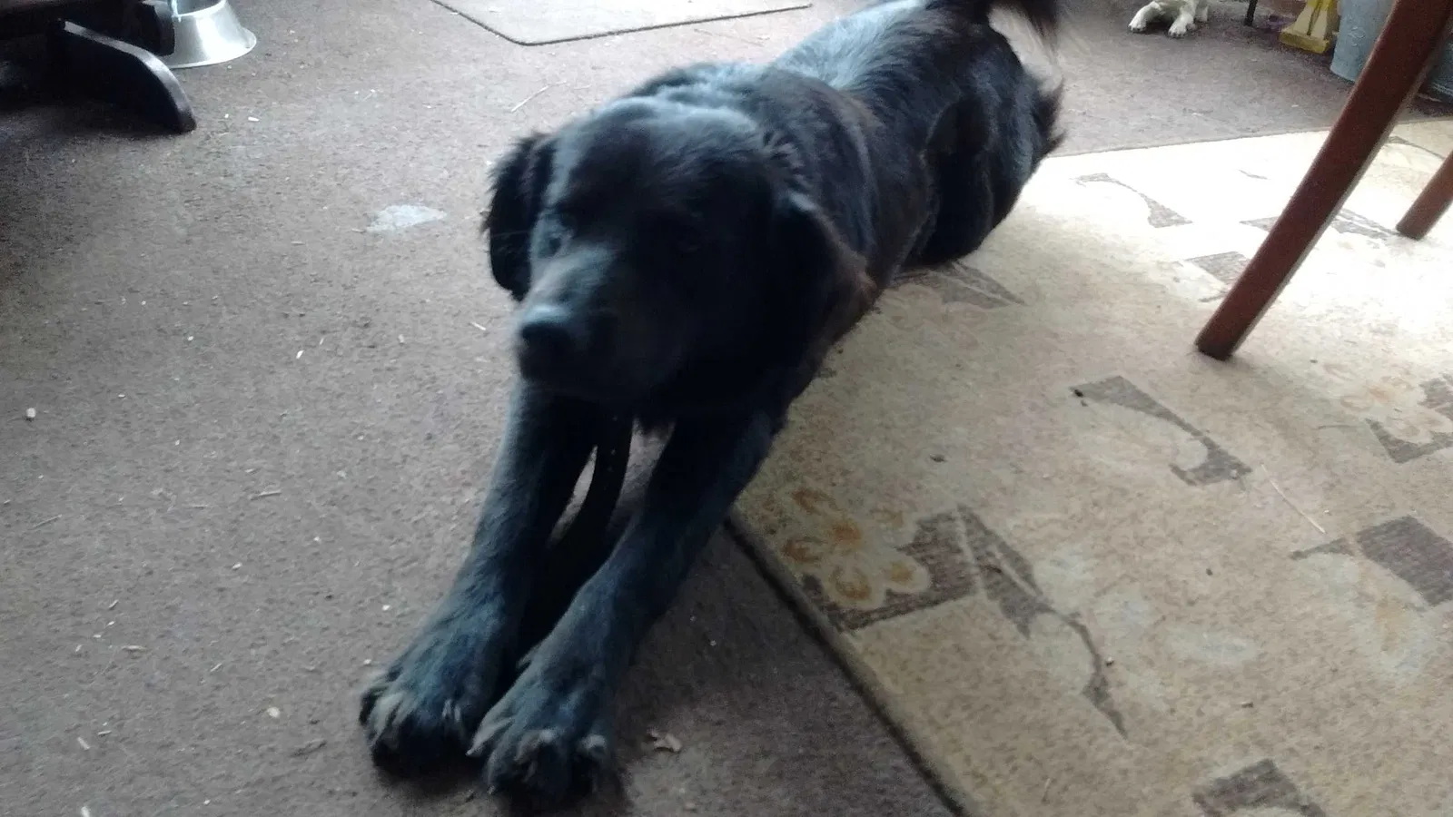 Lost dog in Houston, TX, 77092