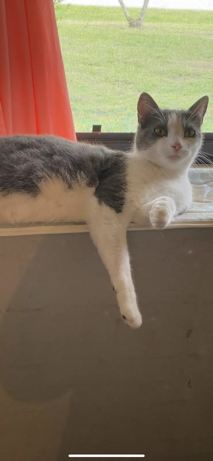 Lost cat in Stuart, FL, 34997
