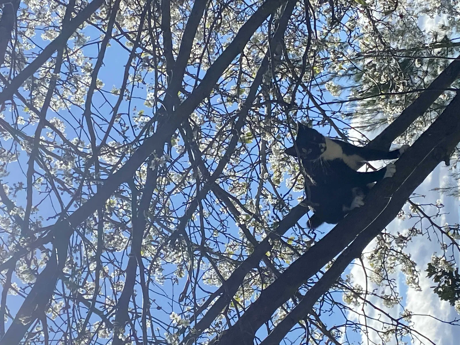 Lost cat in Newman, CA, 95360