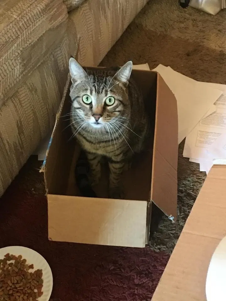 Lost cat in Orefield, PA, 18069