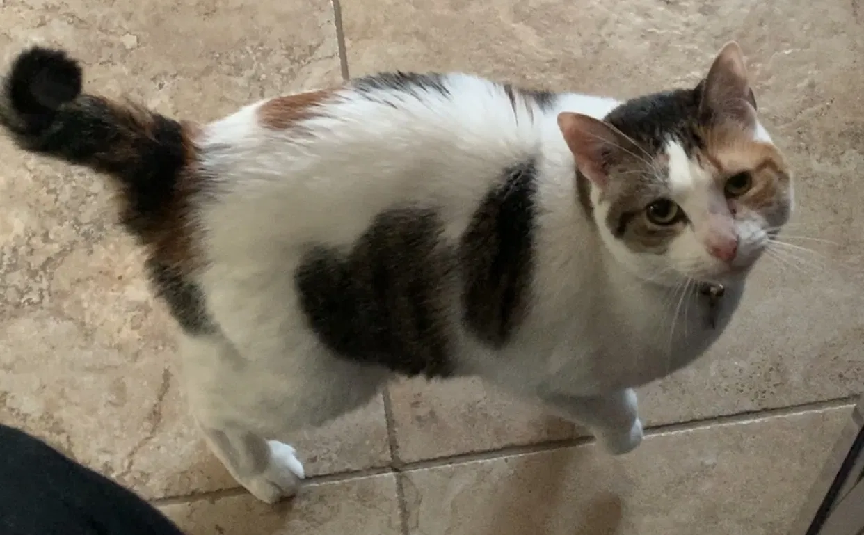 Lost cat in Bellmore, NY, 11710