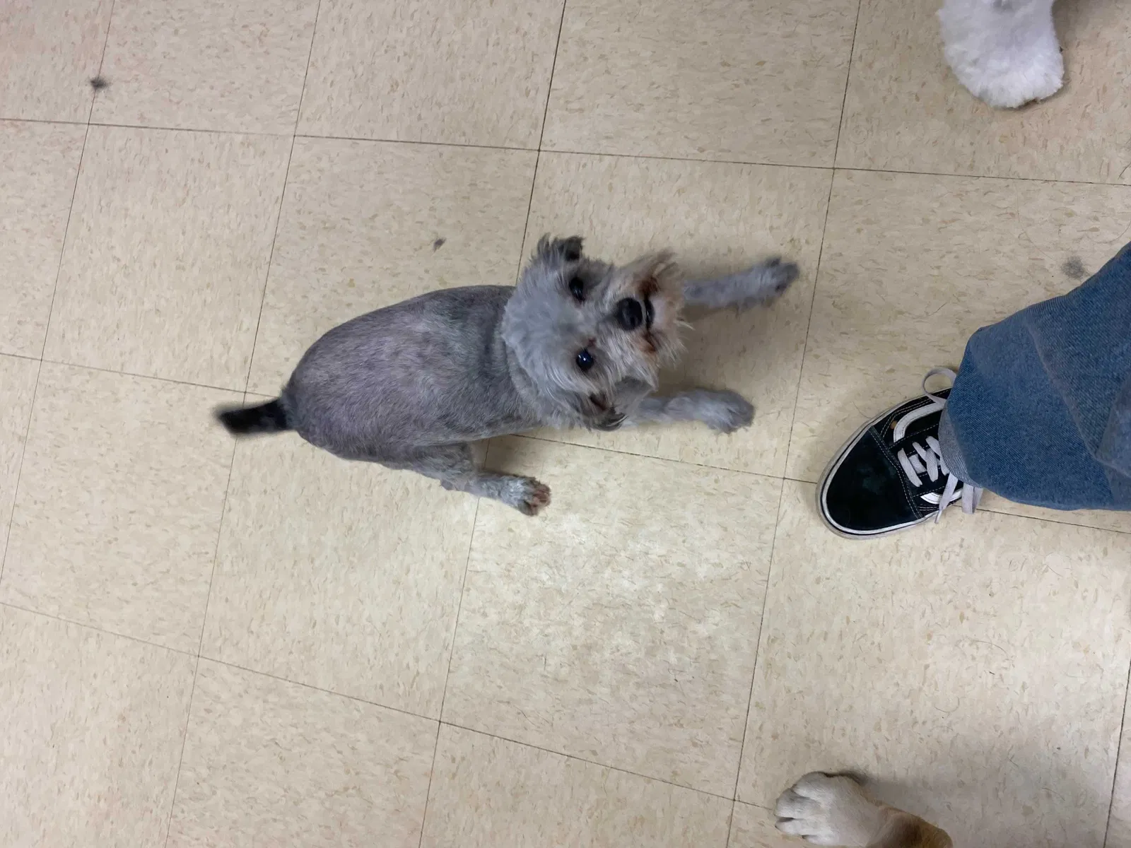Lost dog in Phoenix, AZ, 85009