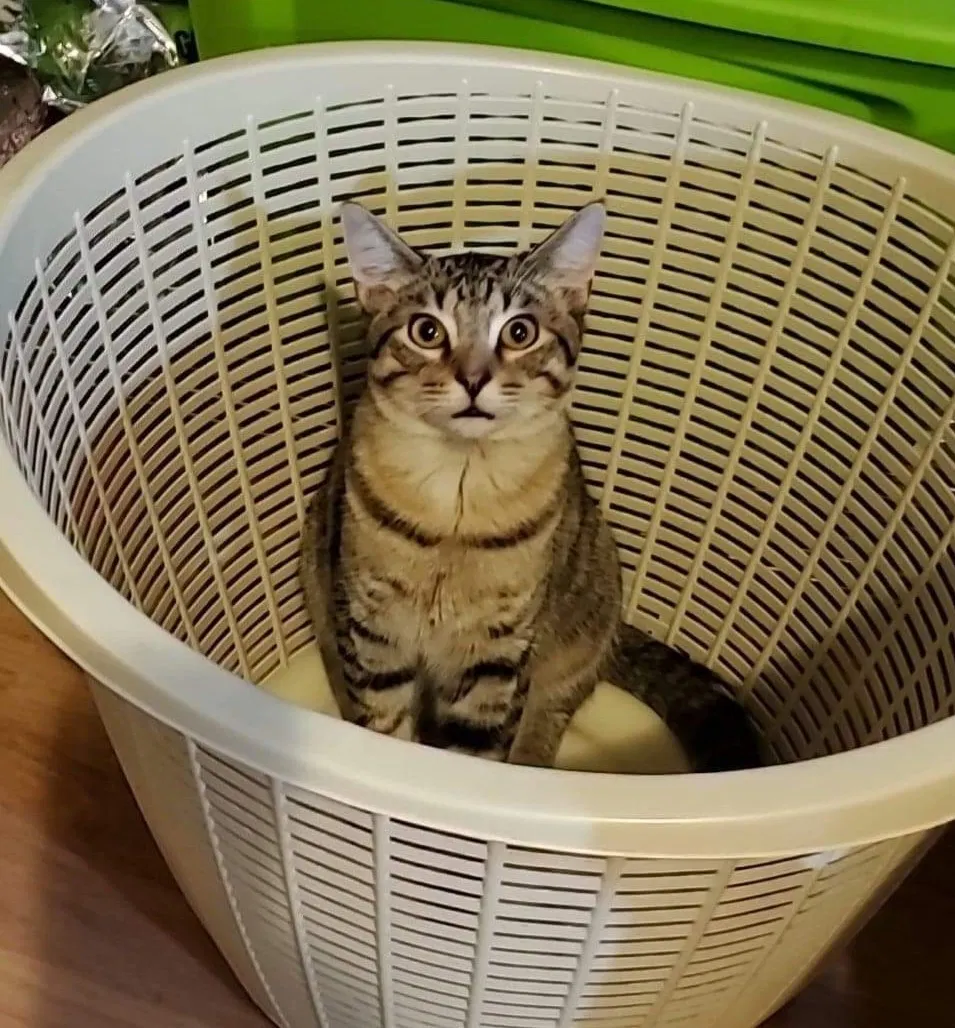 Lost cat in Indianapolis, IN, 46234