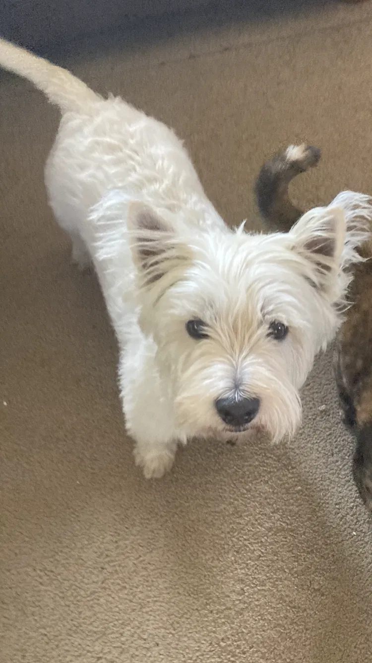 Lost dog in Dover, AR, 72837
