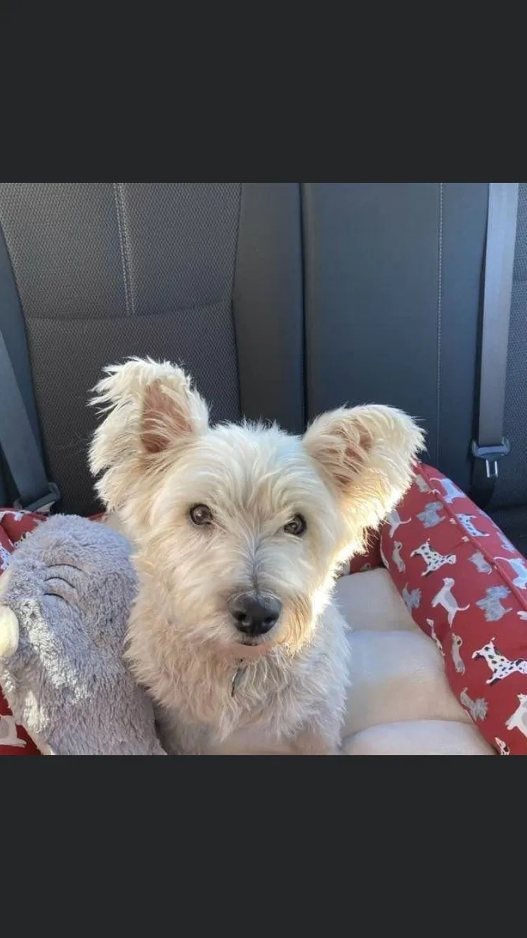 Lost dog in Dover, AR, 72837