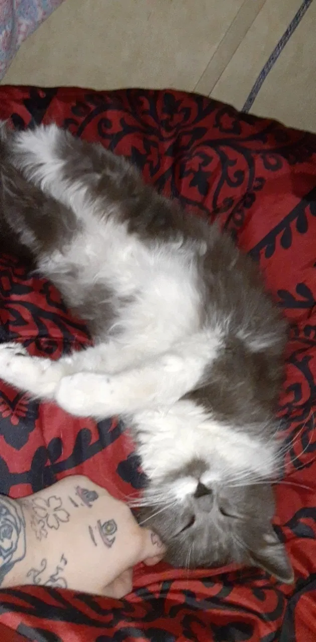 Lost cat in New Bedford, MA, 2741