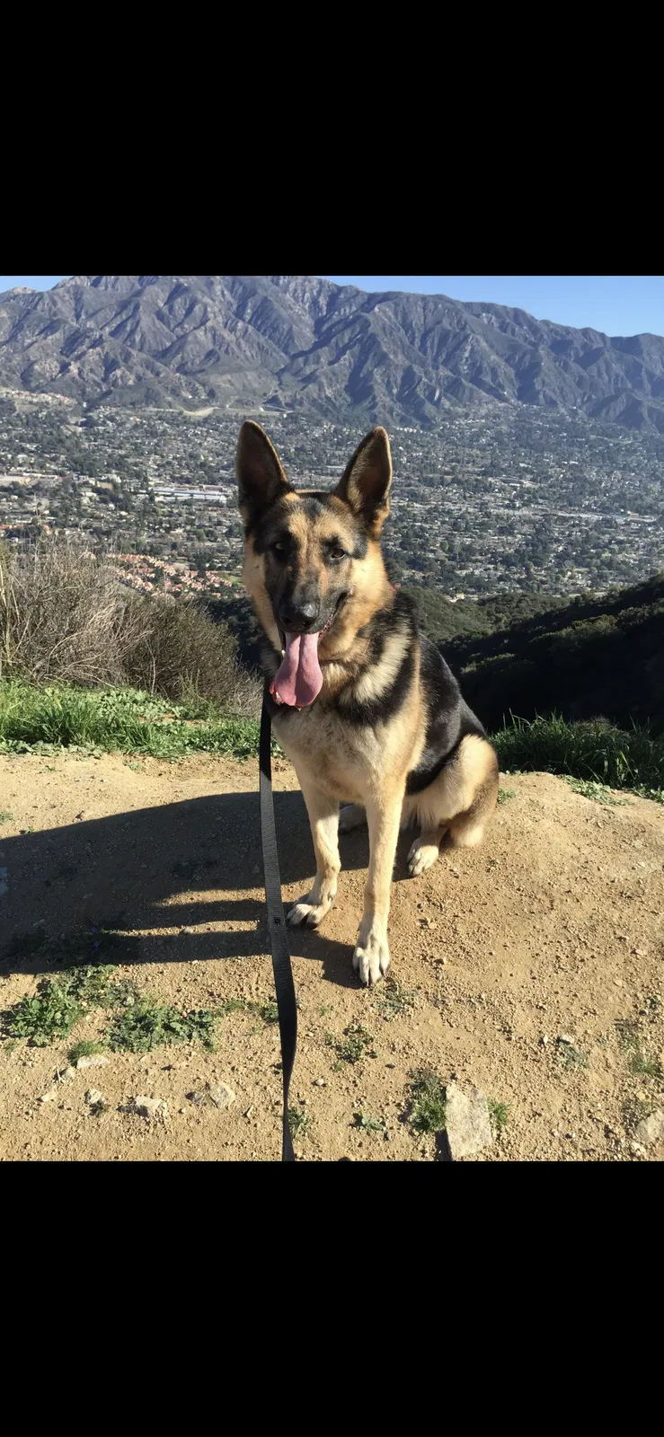 Lost dog in San Fernando, CA, 91340
