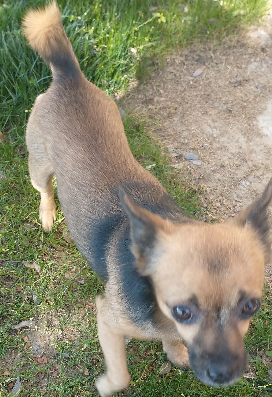 Lost dog in Bakersfield, CA, 93304