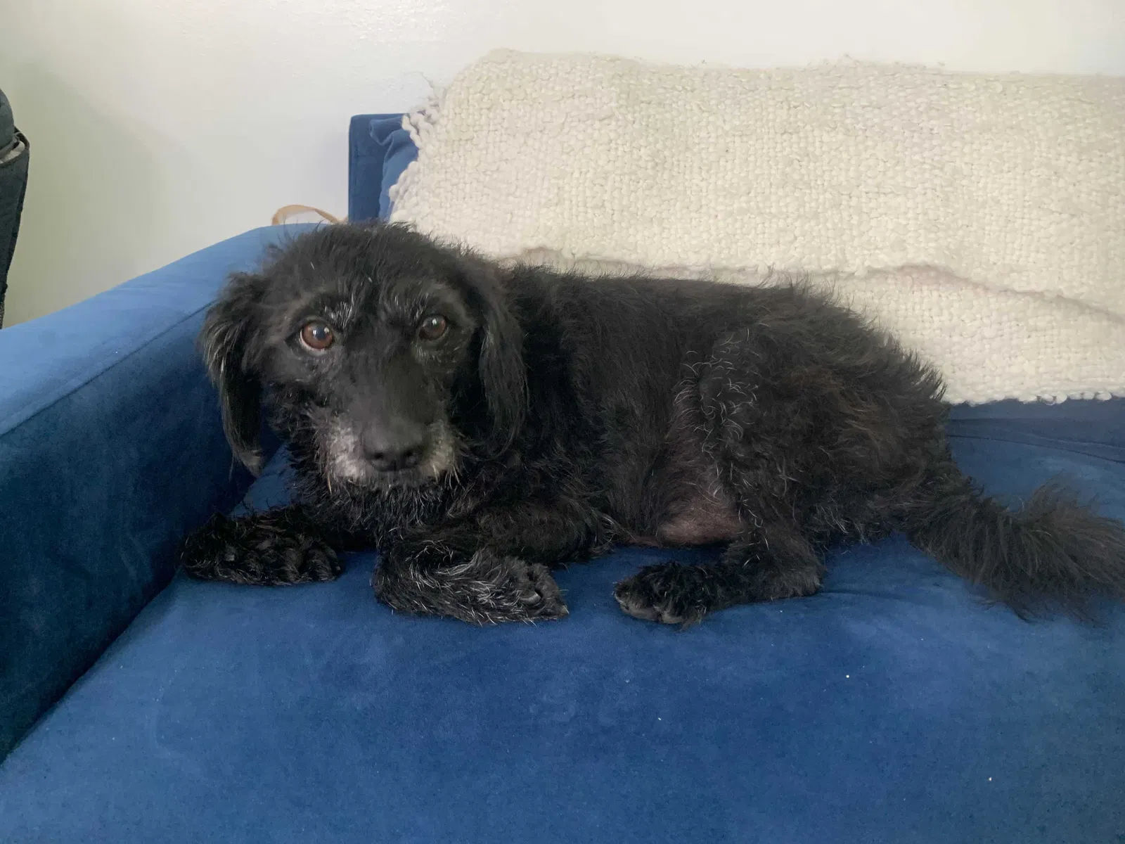 Lost dog in Bakersfield, CA, 93309