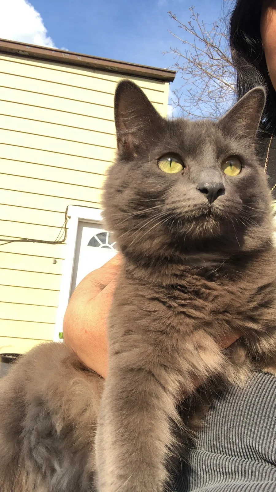 Lost cat in Cicero, IL, 60804