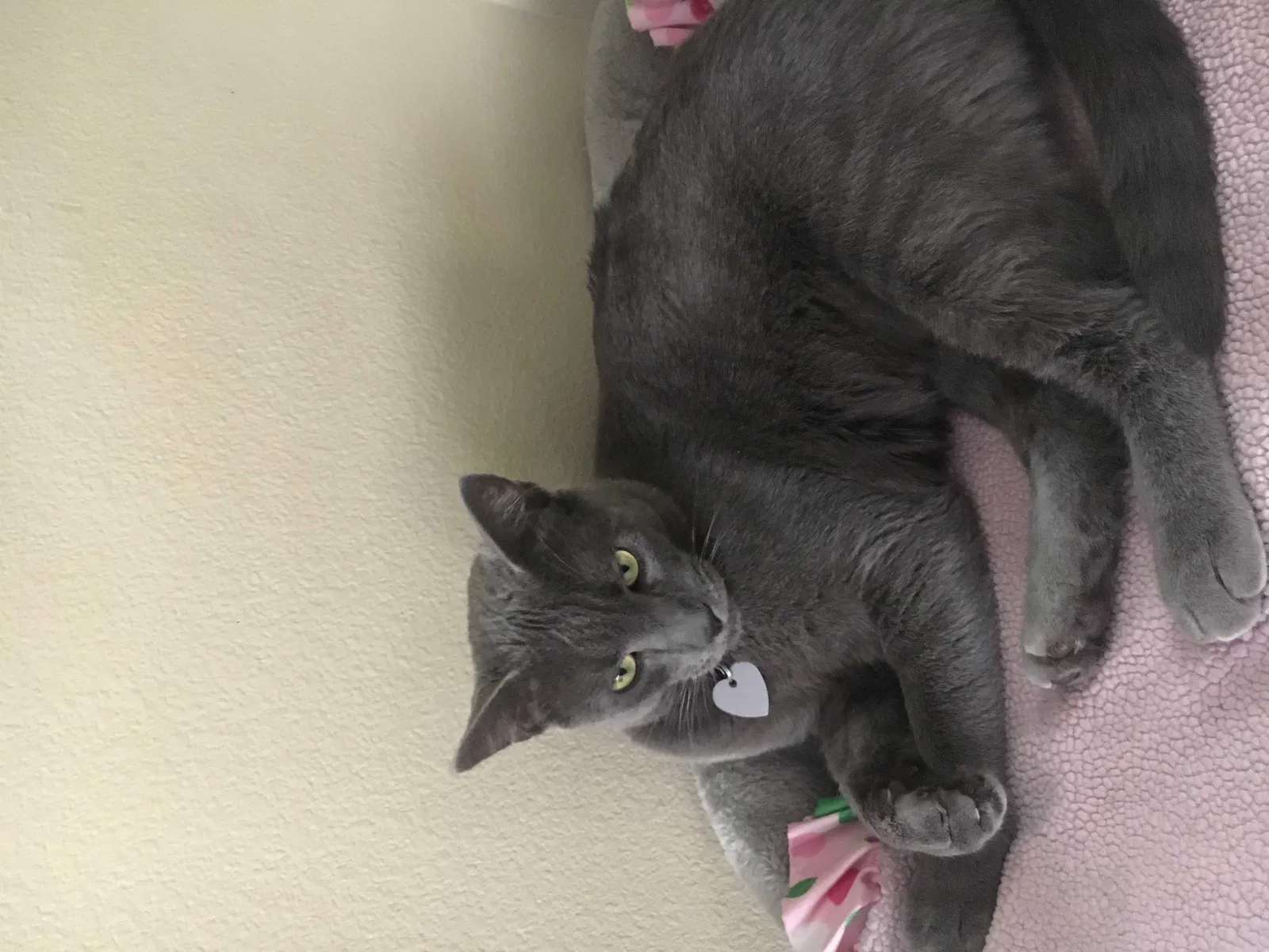 Lost cat in Palmdale, CA, 93552