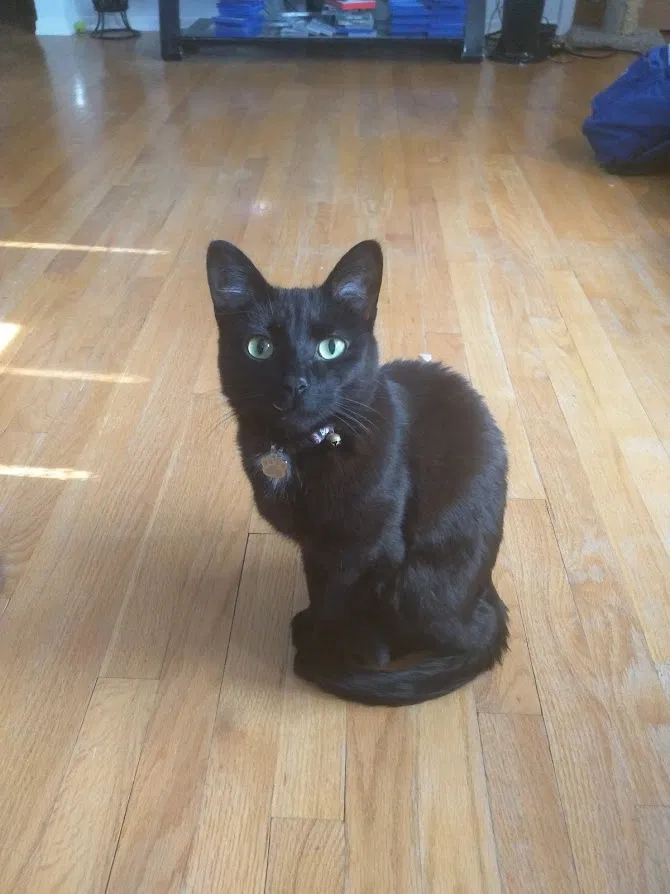 Lost cat in Antioch, IL, 60002