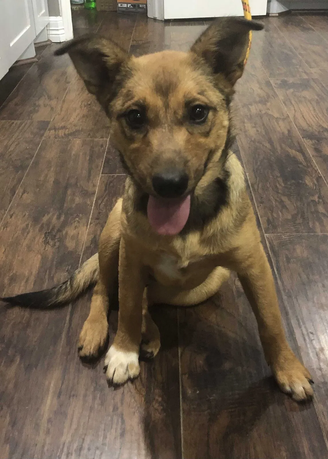 Found dog in Baytown, TX, 77520