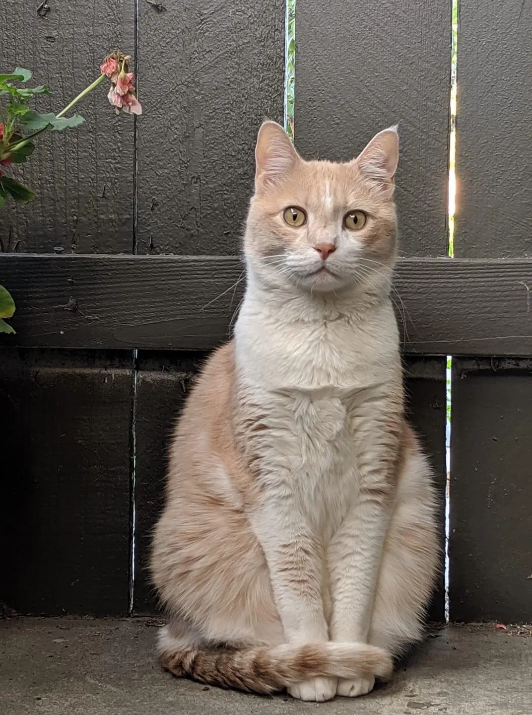 Lost cat in Redondo Beach, CA, 90277