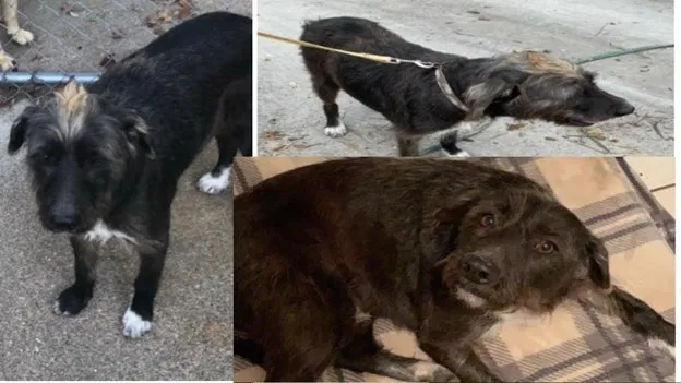 Lost dog in Spring Branch, TX, 78070
