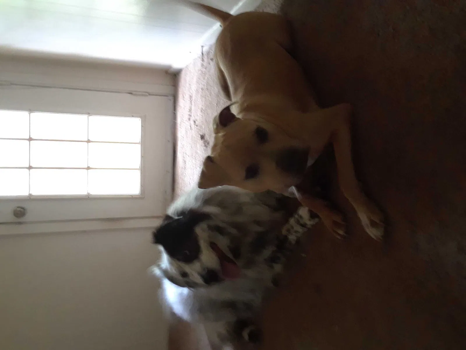 Lost dog in Fairhope, AL, 36532