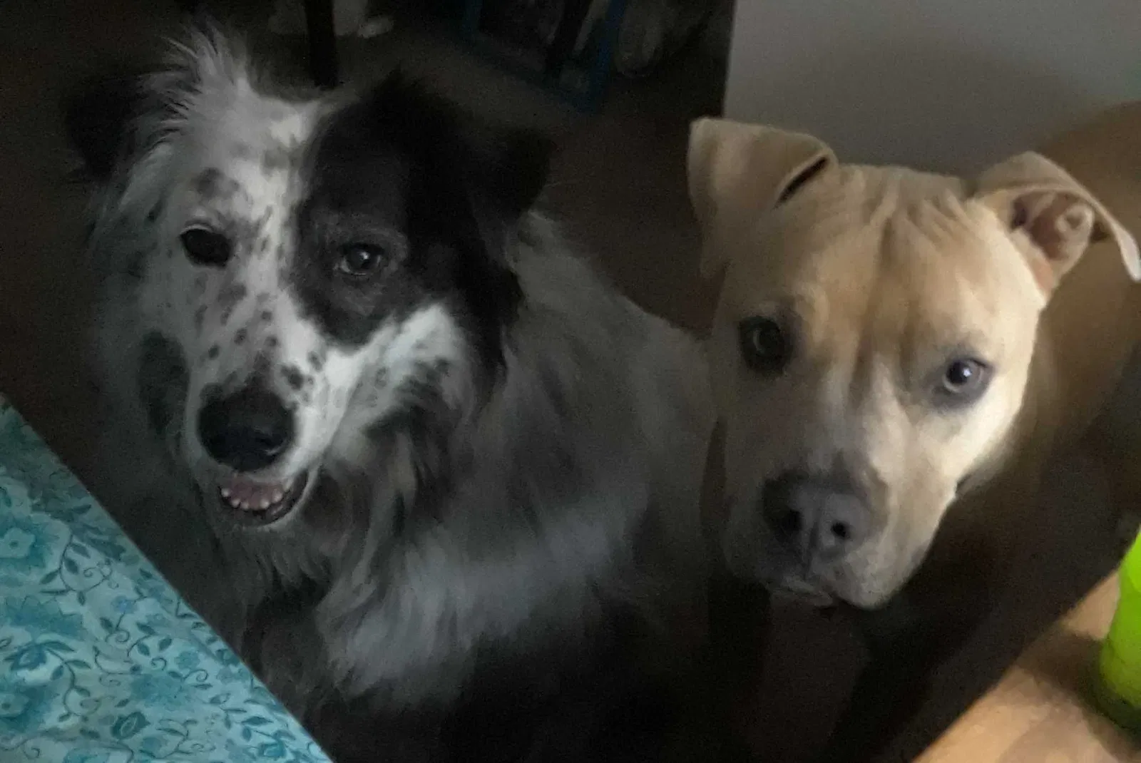 Lost dog in Fairhope, AL, 36532