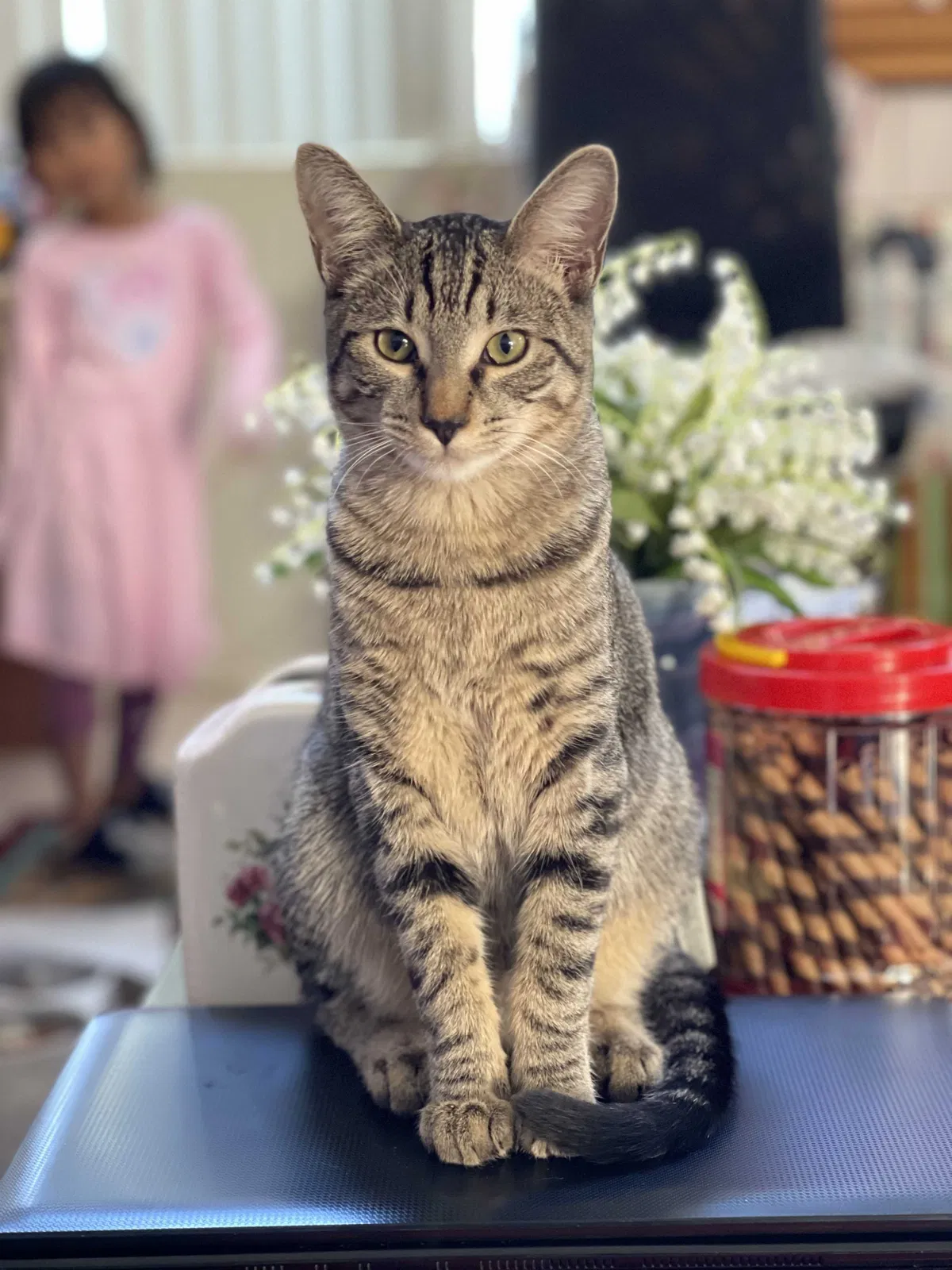 Lost cat in Murrieta, CA, 92562