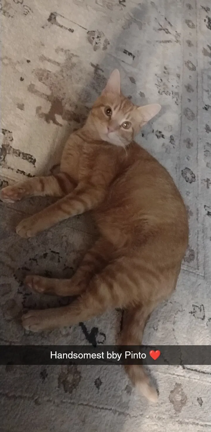 Lost cat in Fort Wayne, IN, 46806