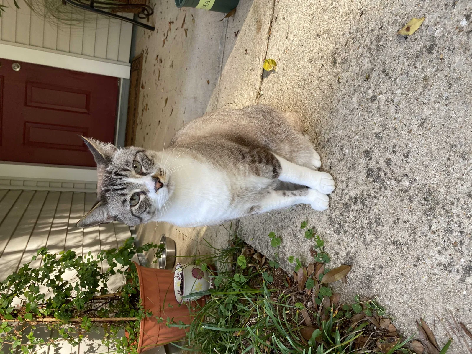 Lost cat in Tallahassee, FL, 32309