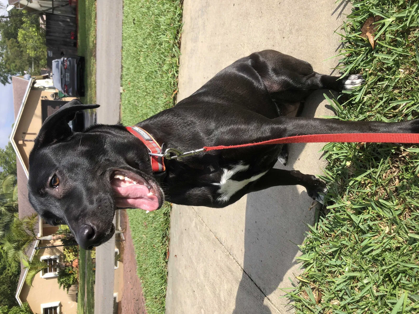 Lost dog in Miami, FL, 33186