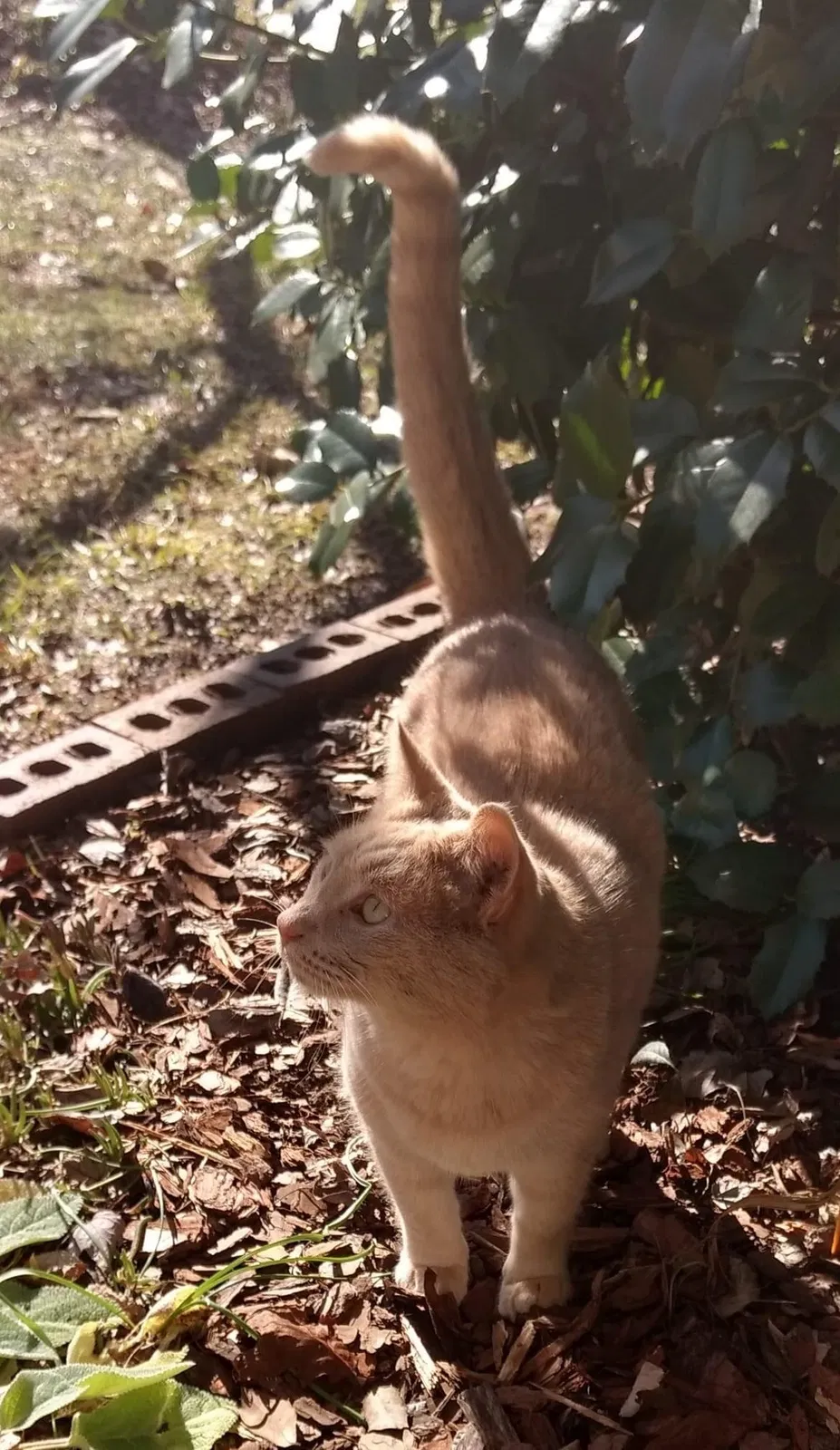 Lost cat in Charlotte, NC, 28269