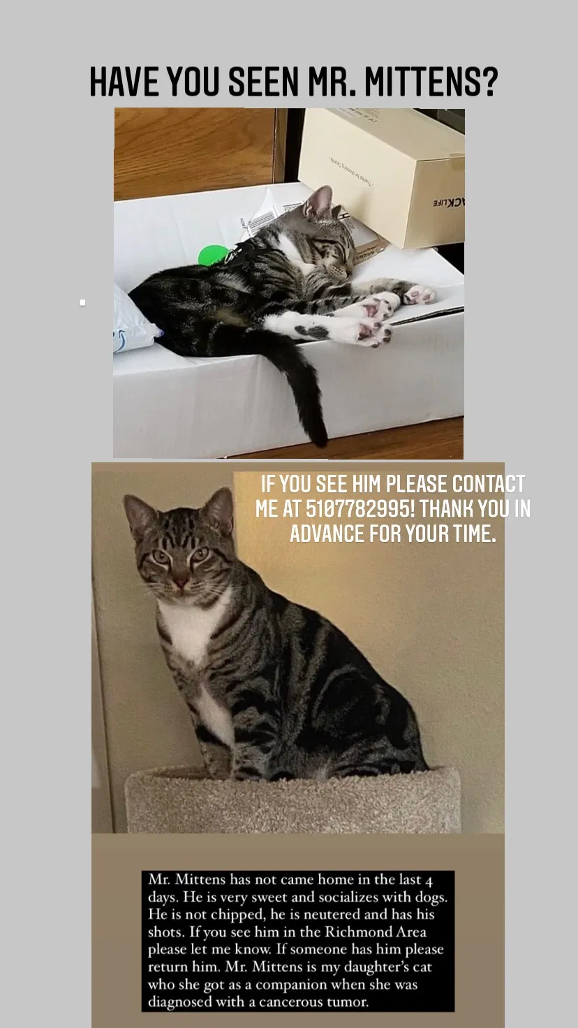 Lost cat in Richmond, CA, 94804
