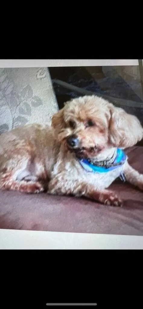 Lost dog in Marco Island, FL, 34145