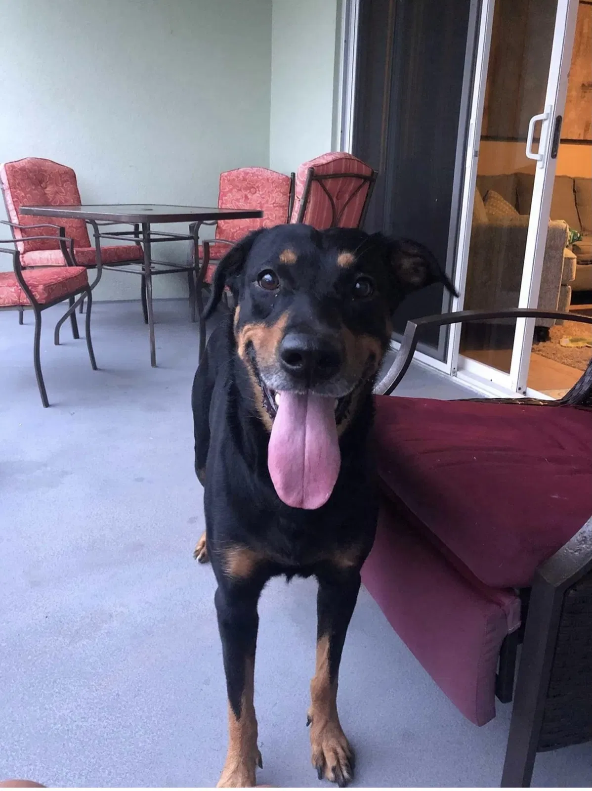 Lost dog in San Benito, TX, 78586