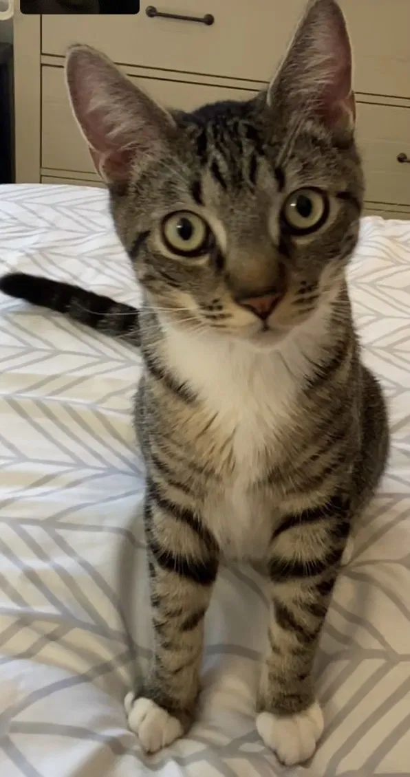 Lost cat in Sunnyvale, CA, 94085