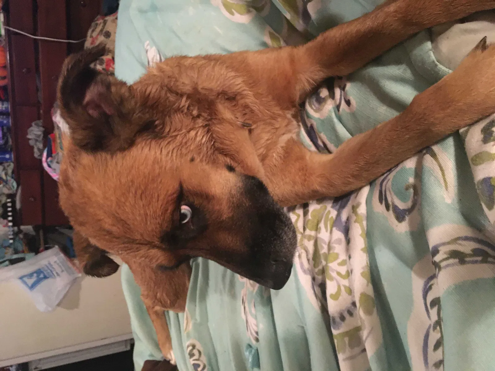 Lost dog in Chatsworth, GA, 30705