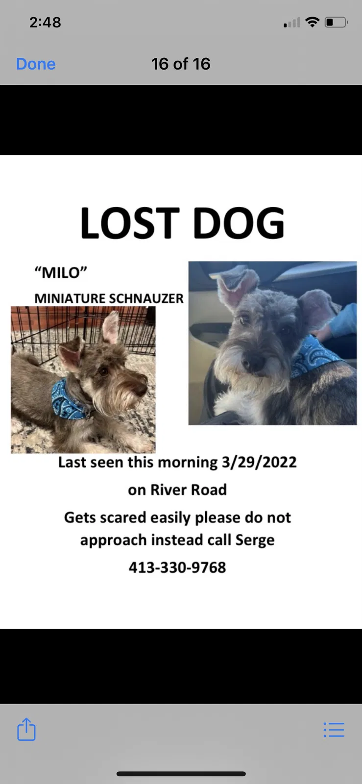 Lost dog in Agawam, MA, 1001
