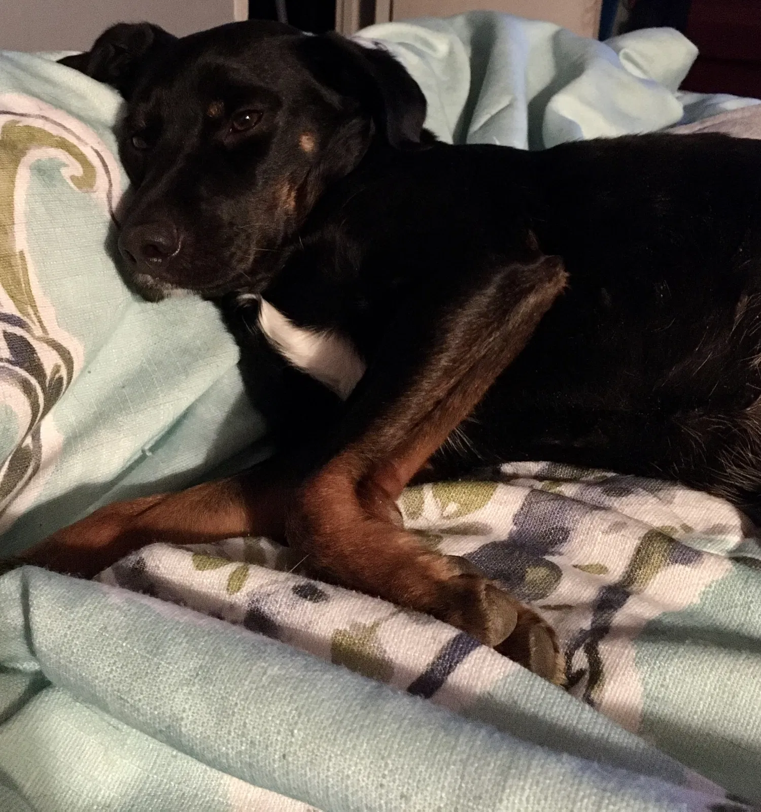 Lost dog in Chatsworth, GA, 30705