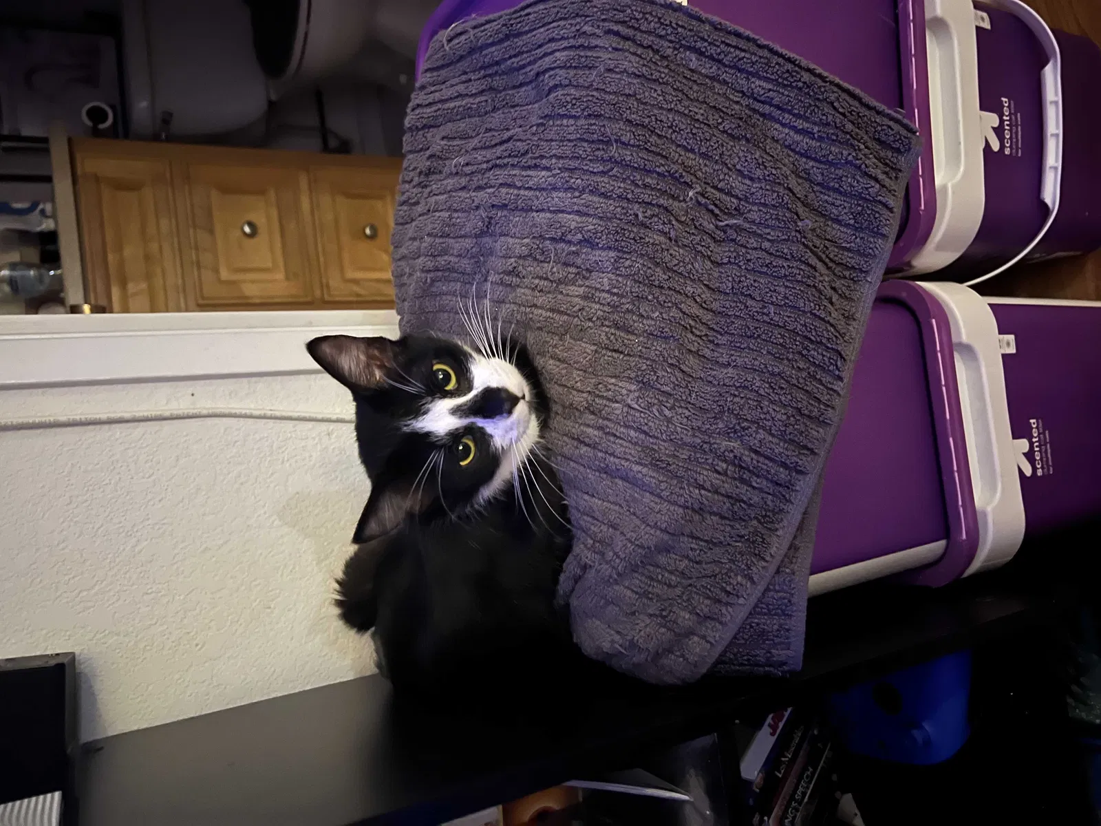Lost cat in El Cajon, CA, 92020