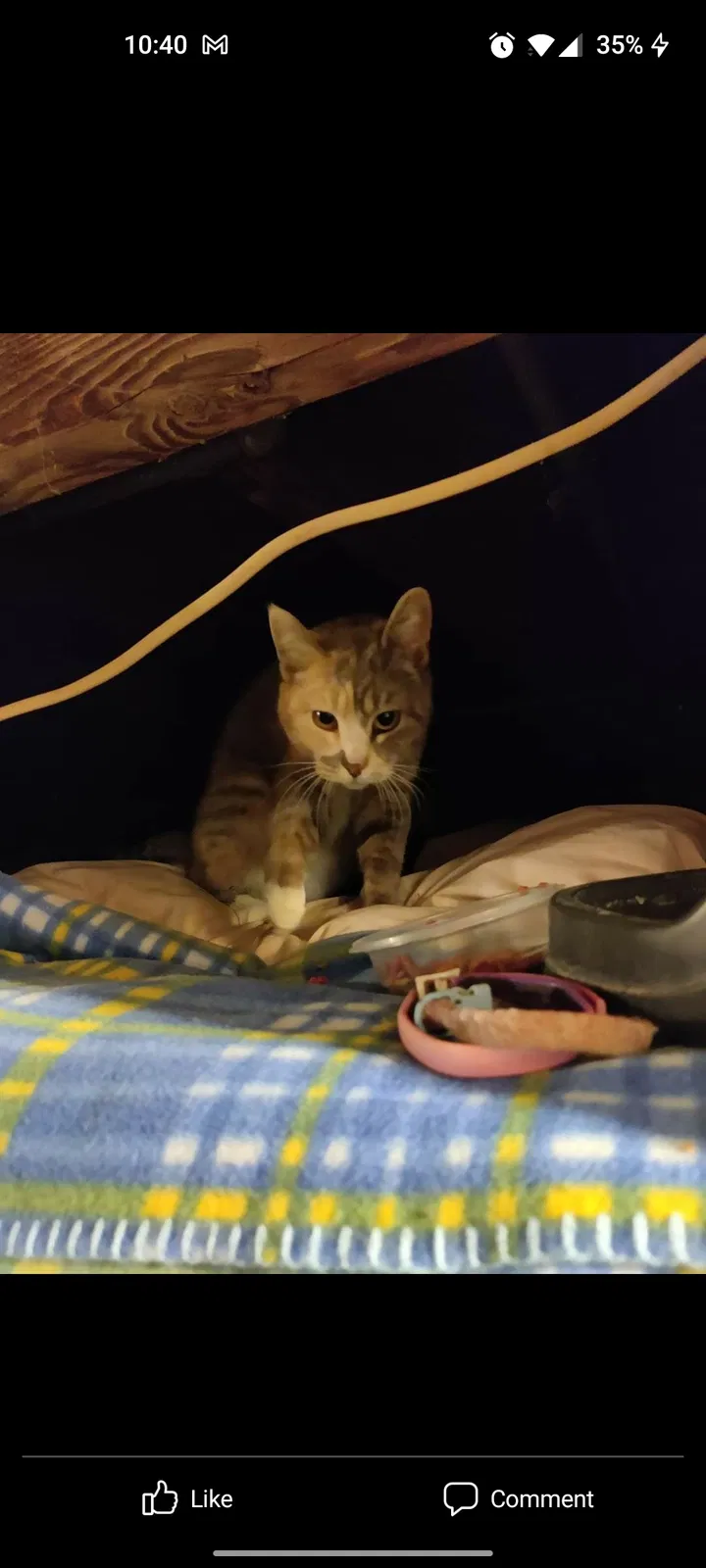 Lost cat in Caldwell, ID, 83607