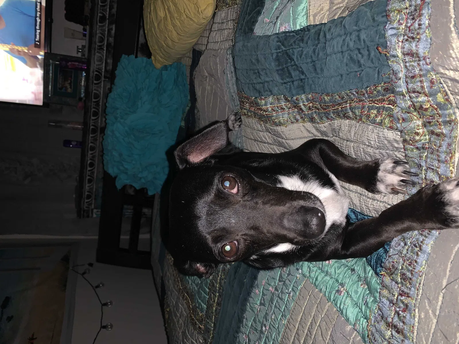 Lost dog in Round Rock, TX, 78681